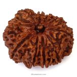 (29.60mm) 10 Mukhi Rudraksha Super Collector Bead | Ten Mukhi Rudraksha Bead | Dus Mukhi, Ten Faced Nepalese Rudraksha Shiva Bead | 10 Faced Rudraksha At Best Price