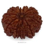 (30.44mm) 10 Mukhi Rudraksha Super Collector Bead | Dus Mukhi Rudraksha Bead | 10 Faced Nepali Rudraksha, Ten Mukhi - Super Collector Bead