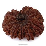 (30.78mm) 10 Mukhi Rudraksha Super Collector Bead | 10 Mukhi Rudraksha Bead | Ten Faced ( Dus Mukhi ) Energised and Authentic Shiva Rudraksha from Nepal - Super Collector Bead