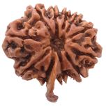 (23.79mm) 11 Mukhi Ganesh Rudraksha Bead | Natural and Pure Eleven ( Gyarah ) Mukhi Rudraksha - 3