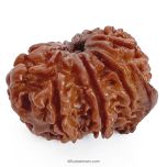 (23.06mm) 11 Mukhi Ganesh Rudraksha Bead from Nepal, Buy Original Energised and pure Eleven Mukhi Rudraksham - 1