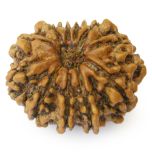 Collector 11 Mukhi Rudraksha Bead, Eleven Mukhi Rudraksha | 11 Faced Authentic Natural Energised Shiva Bead - from Nepal