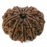 (28.66mm) 11 Mukhi Rudraksha Super Collector Bead | Eleven Mukhi Rudraksha Bead | Gyarah Mukhi Nepali Rudraksha Bead | 11 Mukhi Rudraksha Mantra and Benefits