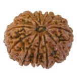 (28.73mm) 11 Mukhi Rudraksha Super Collector Bead | 11 Mukhi Rudraksha Bead | Eleven Faced ( Gyarah Mukhi ) Energised and Authentic Shiva Rudraksha from Nepal- Super Collector Bead