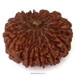 (29.79mm) 11 Mukhi Rudraksha Super Collector Bead | Gyarah Mukhi, Eleven Faced Rudraksha from Nepal | Benefits of 11 Mukhi Super Collector Rudraksha