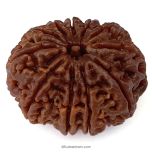 (30.09mm) 11 Mukhi Rudraksha Super Collector Bead | Eleven Mukhi Rudraksha Bead | Gyarah Mukhi, Eleven Faced Rudraksha Nepal Origin Shiva Bead - Energised Super Collector Bead