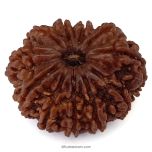 (30.45mm) 11 Mukhi Rudraksha Super Collector Bead | Eleven Mukhi Rudraksha Bead | Buy Online Energised And Original Gyarah Mukhi, Eleven (11) Faced Rudraksha From Nepal - Super Collector Bead