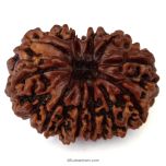 (30.57mm) 11 Mukhi Rudraksha Super Collector Bead | Gyarah Mukhi ( 11 ) , Eleven Faced Nepali Rudraksha Bead | 11 Mukhi Rudraksha In Vedic Astrology, Benefits And Mantra