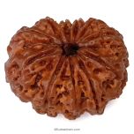 (30.62mm) 11 Mukhi Rudraksha Super Collector Bead | 11 Mukhi Rudraksha Bead | Gyarah Mukhi - Eleven Faced Rudraksha Nepal Origin, Buy Online Energised And Original 11 Mukhi Rudraksha - Super Collector Bead