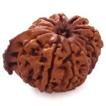 (23.43mm) 12 Mukhi Ganesh Rudraksha | Twelve 12 Faced Ganesh Bead | Barah Mukhi Energised & Original Rudraksham Benefits And Mantra - 3