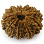 Collector 12 Mukhi Rudraksha Bead for Planet Sun | Twelve Faced Rudraksha, Original Authentic Natural Barah Mukhi Collector Bead from Nepal