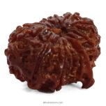 (25.65mm) 12 Mukhi Ganesh Rudraksha Bead from Nepal | Twelve 12 Faced Ganesha Energised & Original Rudraksham Benefits and Mantra 