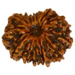 13 Mukhi Rudraksha Bead from Nepal | Buy Original Thirteen Mukhi Rudraksha Spiritual bead For Attraction