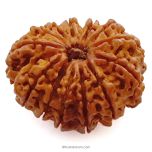(30.80mm) 13 Mukhi Rudraksha Super Collector Bead | 13 Mukhi Rudraksha Bead | Terah Mukhi - Thirteen Faced - Rudraksha from Nepal 100% Authentic Pure Natural - Super Collector Bead