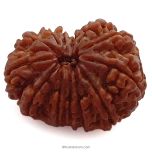 (30.96mm) 13 Mukhi Rudraksha Super Collector Bead | 13 Mukhi Rudraksha Bead | Terah Mukhi - Thirteen Faced - Rudraksha from Nepal 100% Authentic Pure Natural - Super Collector Bead