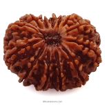 (31.37mm) 13 Mukhi Rudraksha Super Collector Bead | 13 Mukhi Rudraksha Bead | Terah Mukhi - Thirteen Faced - Rudraksha from Nepal 100% Authentic Pure Natural - Super Collector Bead