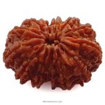 (32.00mm) 13 Mukhi Rudraksha Super Collector Bead | 13 Mukhi Rudraksha Bead | Terah Mukhi - Thirteen Faced - Rudraksha from Nepal 100% Authentic Pure Natural - Super Collector Bead