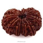 (35.34mm) 13 Mukhi Rudraksha Super Collector Bead | 13 Mukhi Rudraksha Bead | Terah Mukhi - Thirteen Faced - Rudraksha from Nepal 100% Authentic Pure Natural - Super Collector Bead