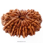 (33.03mm) 14 Mukhi Rudraksha Super Collector Bead | 14 Mukhi Rudraksha Bead | Chaudah Mukhi - Fourteen Faced - Rudraksha From Nepal 100% Authentic Pure Natural - Super Collector Bead