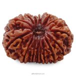 (31.52mm) 14 Mukhi Rudraksha Super Collector Bead | 14 Mukhi Rudraksha Bead | Chaudah Mukhi - Fourteen Faced - Rudraksha From Nepal 100% Authentic Pure Natural - Super Collector Bead
