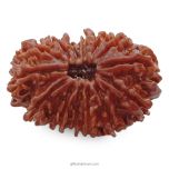 (32.35mm) 14 Mukhi Rudraksha Super Collector Bead | 14 Mukhi Rudraksha Bead | Chaudah Mukhi - Fourteen Faced - Rudraksha From Nepal 100% Authentic Pure Natural - Super Collector Bead
