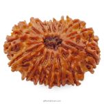 15 Mukhi Rudraksha Bead Fifteen Mukhi | Fifteen Faced Rudraksha from Nepal Buy at Best Price Energised Original  Natural Rudraksha -Collector Bead