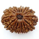 16 Mukhi Rudraksha Bead From Nepal Authentic Energized Natural Nepal Bead | Sixteen faced Rudraksha