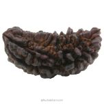 (40.53mm) 1 Mukhi Rudraksha Super Collector Bead | Ek Mukhi Rudraksha Indian Bead | Half Moon Shaped One Mukhi Rudraksha Bead  | Buy Online One Mukhi for Meditation 