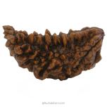 (40.79mm) 1 Mukhi Rudraksha Super Collector Bead | Ek Mukhi Rudraksha Indian Bead | Half Moon Shaped One Mukhi Rudraksha Bead  | 100% Original Energised Shiva Bead- Super Collector Rudraksha