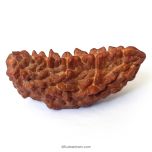 (40.50mm) 1 Mukhi Rudraksha Super Collector Bead | Ek Mukhi Rudraksha Indian Bead | Half Moon Shaped One Mukhi Rudraksha Bead | Authentic & Natural - Super Collector Bead