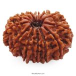 (29.95mm) 13 Mukhi Rudraksha Super Collector Bead | 13 Mukhi Rudraksha Bead | Terah Mukhi - Thirteen Faced - Rudraksha from Nepal 100% Authentic Pure Natural - Super Collector Bead
