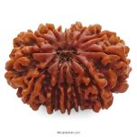 (30.22mm) 13 Mukhi Rudraksha Super Collector Bead | 13 Mukhi Rudraksha Bead | Terah Mukhi - Thirteen Faced - Rudraksha from Nepal 100% Authentic Pure Natural - Super Collector Bead