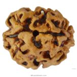 2 Mukhi Rudraksha Bead |Two faced Rudraksha Bead Online Do Mukhi Indian / Nepal Bead Natural and Pure