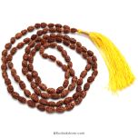  2 Mukhi Rudraksha Indonesian Beads Japa Mala | 108 Beads Java Two Mukhi Rudraksha Beads Kantha Mala | Unity Mala