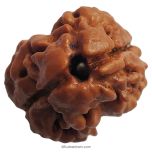 (24.20mm) 2 Mukhi Rudraksha Bead Two Mukhi Rudraksha from Nepal - Super Collector Rudraksha bead