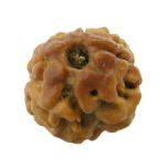 2 Mukhi Rudraksha Bead from Nepal - Collector Rudraksha Bead (Do Mukhi) Size - 17.53 mm