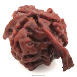 Ganesh Rudraksha Bead With 2 Trunks 100% Original & Spiritual Ganesha Rudraksha Bead From Nepal - 6 | Trunk Rudraksha