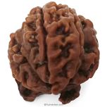 Ganesh Rudraksha Bead With 2 Trunks 100% Original & Spiritual Ganesha Rudraksha Bead From Nepal - 4 | Trunk Rudraksha