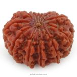 (30.00mm) 12 Mukhi Rudraksha Super Collector Bead | 12 Mukhi Rudraksha Bead | Twelve Faced ( Barah Mukhi ) Energised and Authentic Shiva Rudraksha from Nepal - Super Collector Bead