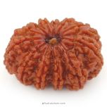 (30.25mm) 12 Mukhi Rudraksha Super Collector Bead | Twelve Mukhi Rudraksha Bead |Barah Mukhi, Twelve Faced Nepal Rudraksha Bead Buy Online Natural Authentic And Energised 12 Mukhi Super Collector Bead