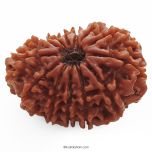 (30.79mm) 13 Mukhi Rudraksha Super Collector Bead | 13 Mukhi Rudraksha Bead | Terah Mukhi - Thirteen Faced - Rudraksha from Nepal 100% Authentic Pure Natural - Super Collector Bead