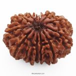 (30.80mm) 13 Mukhi Rudraksha Super Collector Bead | 13 Mukhi Rudraksha Bead | Terah Mukhi - Thirteen Faced - Rudraksha from Nepal 100% Authentic Pure Natural - Super Collector Bead