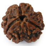 3 Mukhi Rudraksha Bead | Teen Mukhi - Three Faced - Rudraksha from Nepal 100% Authentic Pure Natural - Collector Bead