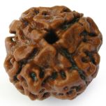 4 Mukhi Rudraksha Bead Char Mukhi Four Faced Rudraksha Bead Natural Energised Nepal Rudraksha - Collector Bead