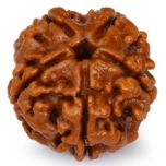 5 Mukhi Rudraksha Bead, Original and Pure 5 Faced Nepal Bead Paanch Mukhi 