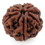 (27.00mm) 5 Mukhi Rudraksha Super Collector Bead | 5 Mukhi Rudraksha Bead | Panch Mukhi - Five Faced Nepal Rudraksha for Planet Jupiter 