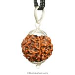 6 Mukhi Rudraksha Collector Pendant, Benefits of Six Mukhi Rudraksha Pendant, Buy Online Energised and original 6 Mukhi Collector pendant