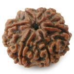 Collector 6 Mukhi Rudraksha Bead, Buy Online Six Faced Rudraksha from Nepal - Original & Energised Collector Bead