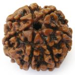 7 Mukhi Rudraksha Bead Nepal | Energised Original Seven Faced Rudraksha Saat Mukhi - Collector Bead 