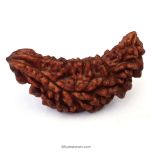 (42.28mm) 1 Mukhi Rudraksha Super Collector Bead | Ek Mukhi Rudraksha Indian Bead | Half Moon Shaped One Mukhi Rudraksha Bead  | Buy One Mukhi For Spirituality